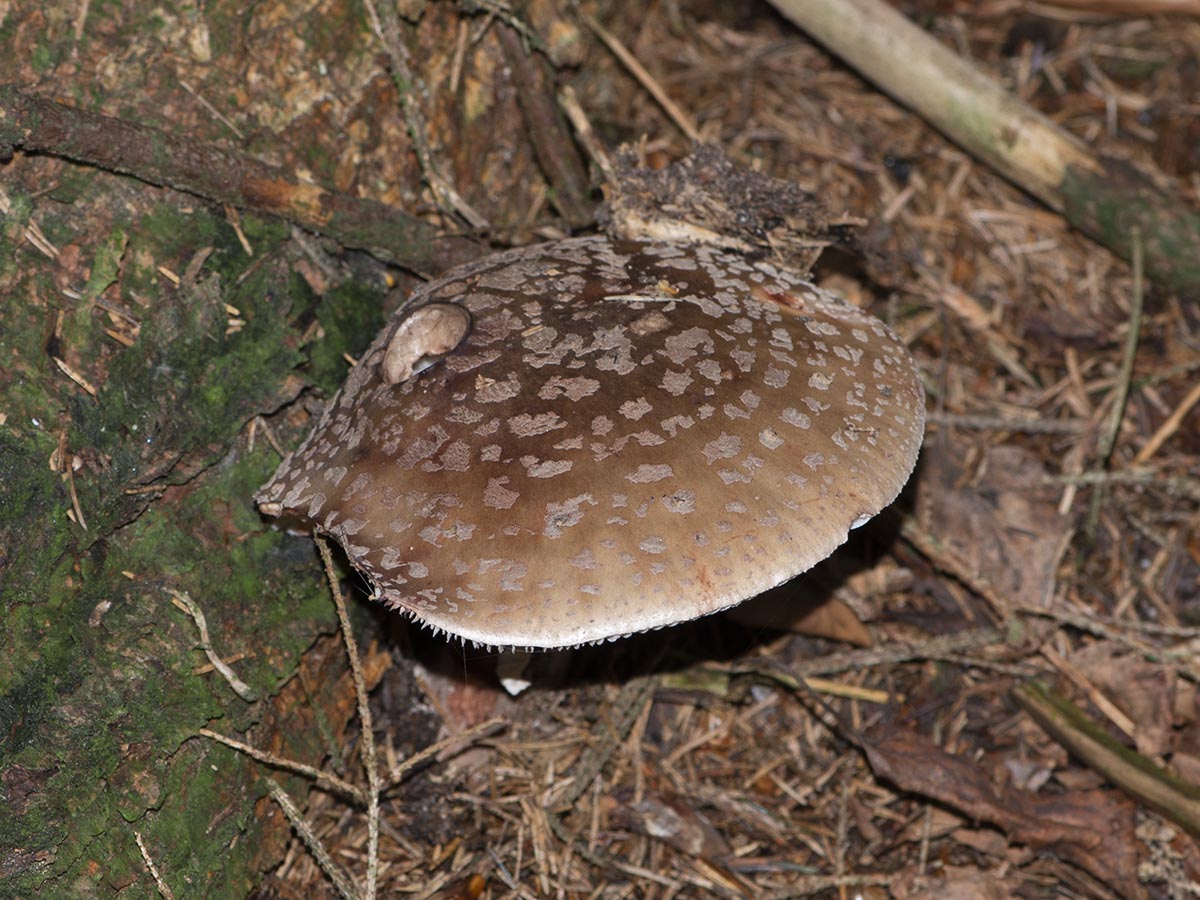 Amanita rubescens